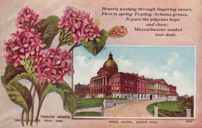 Massachusetts state flower and state capitol