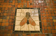 House fly mosaic
